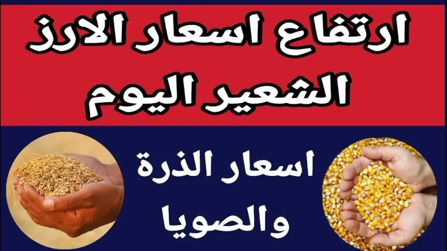 الـطـن بـكـام؟ سعر طن الأرز الشعير اليوم الخميس 6 مارس 2025 اسعار الارز الأبيض اليوم للمستهلكين والتجار في مصر