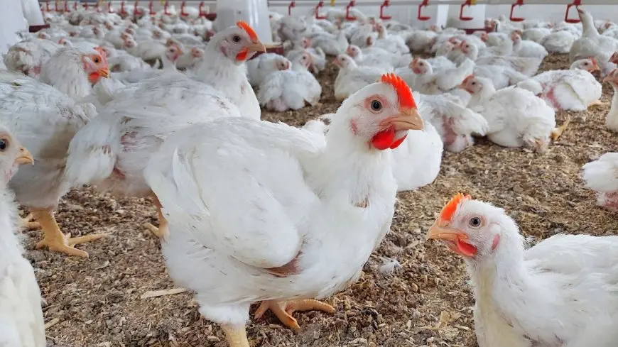 زيادة بسعر الدواجن اليوم! 2 جنيه إضافية لكيلو الدجاج الأبيض!