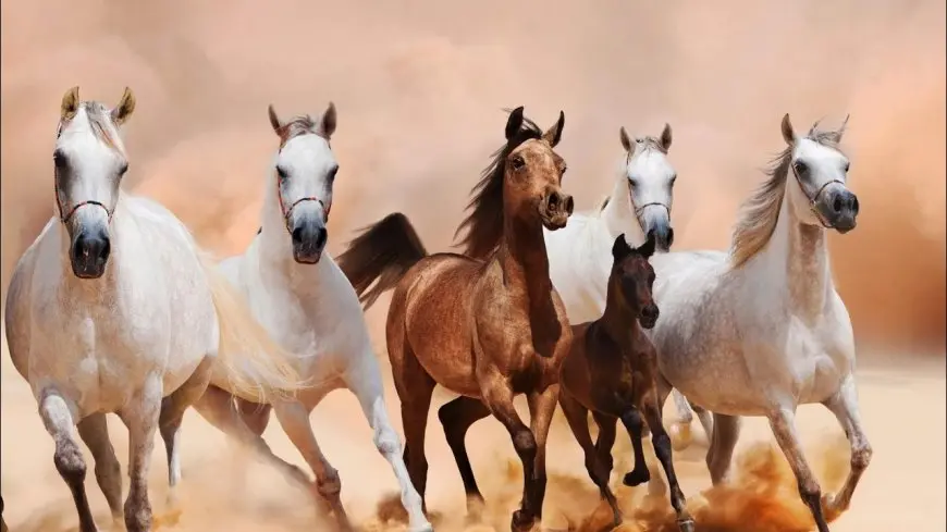كل ما تحتاج معرفته عن تحديث محطة الزهراء لتربية الخيول العربية!