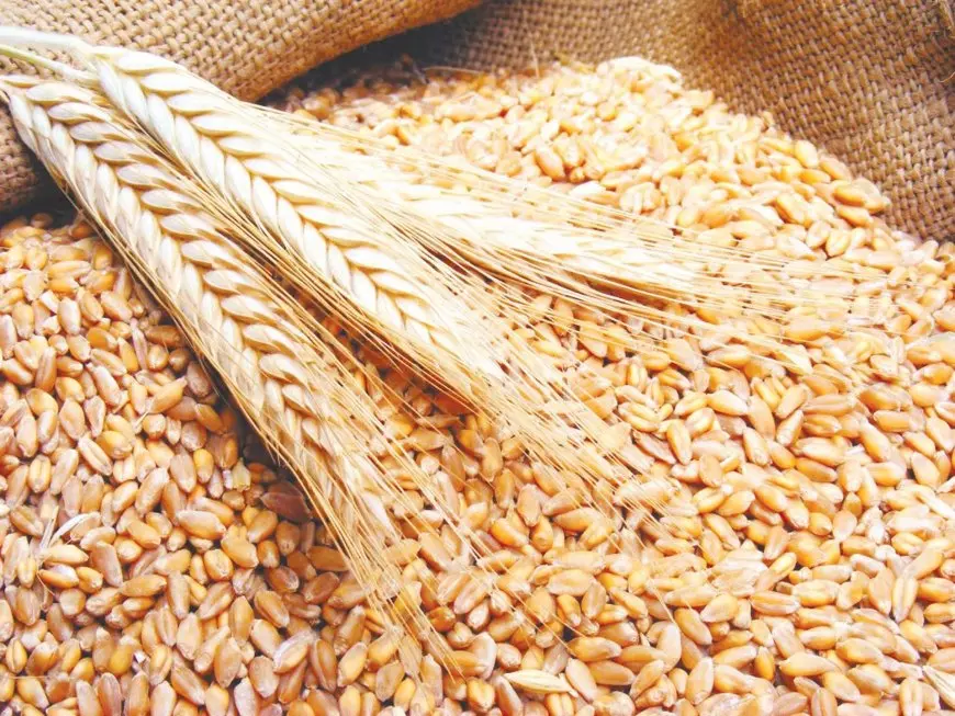 نقيب الفلاحين يكشف: إنتاجية القمح تحطم الأرقام هذا العام والحكومة تخصص مبلغ خيالي لزيادة الإنتاج!