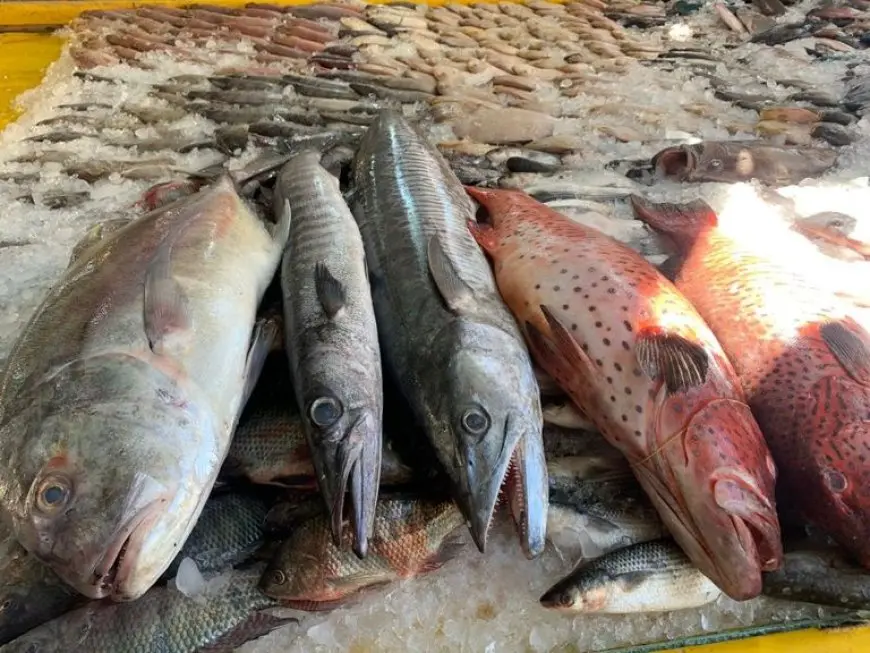 سارعوا للاطلاع على أحدث أسعار الأسماك اليوم: البوري يبدأ من 120 جنيهًا!