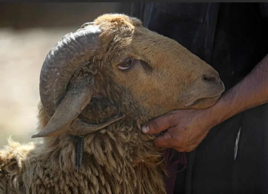 واجب على المضحي اتباعها.. اكتشف الشروط اللازمة للعملية الصحيحة من وكيل وزارة الأوقاف!