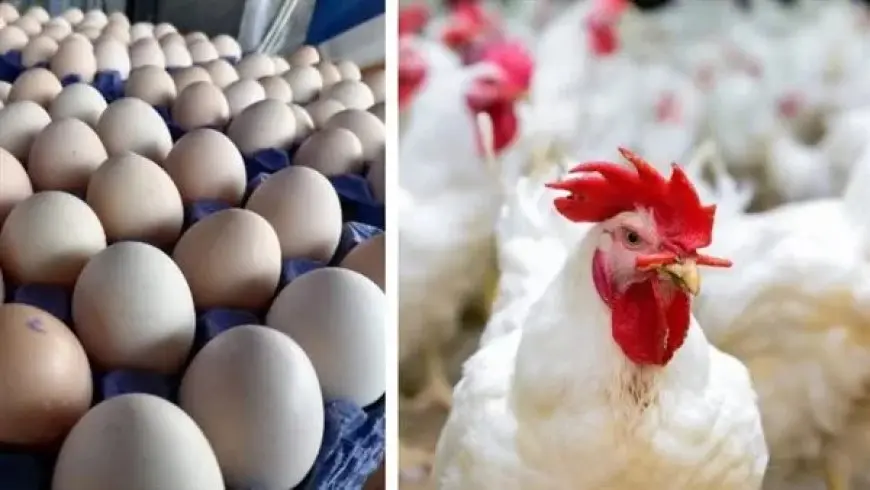 تعرف على أسعار الدواجن والبيض اليوم بعد انخفاض مذهل!