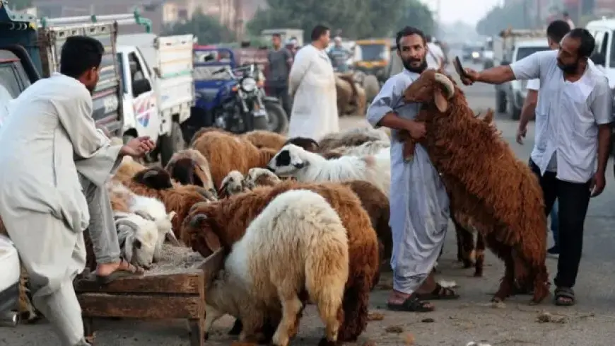 الزراعة تكشف عن خطتها السرية لعيد الأضحى وتستعد بشكل قوي!