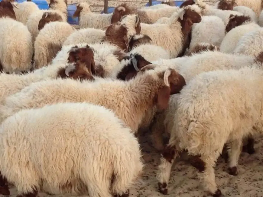 هل تعرفون الجواب الصادم عن قص الشعر والأظافر في الأضحية؟ اكتشفوه الآن!