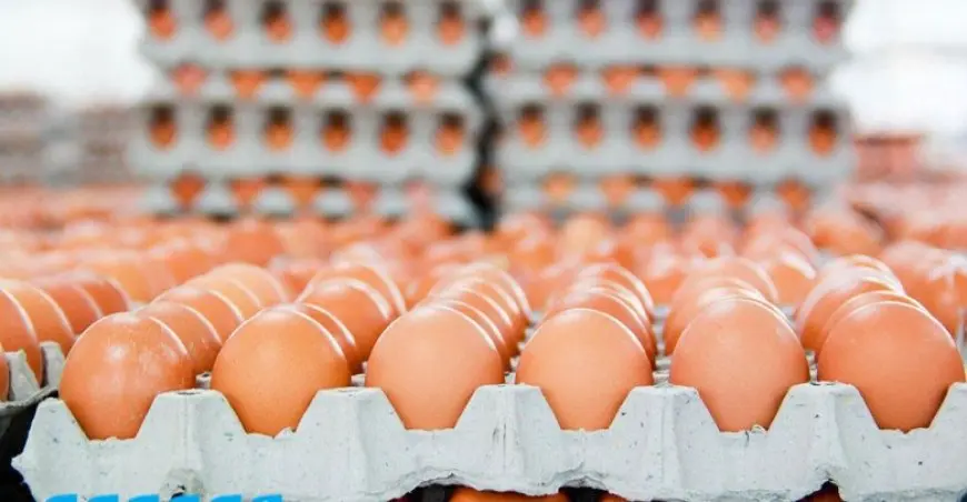سارعوا بالتحقق! ما هو سعر كرتونة البيض اليوم؟ هل انخفض أم لا؟