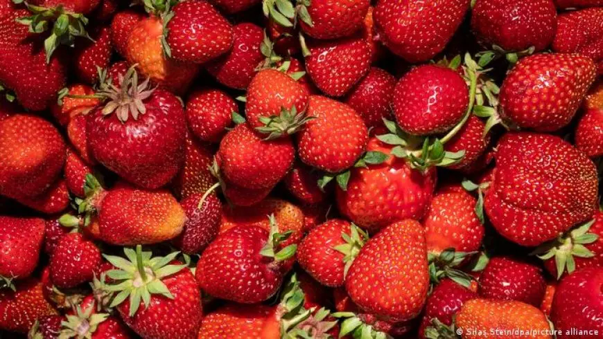 صادرات الفراولة المصرية تحطم الأرقام في الأسواق الألمانية!