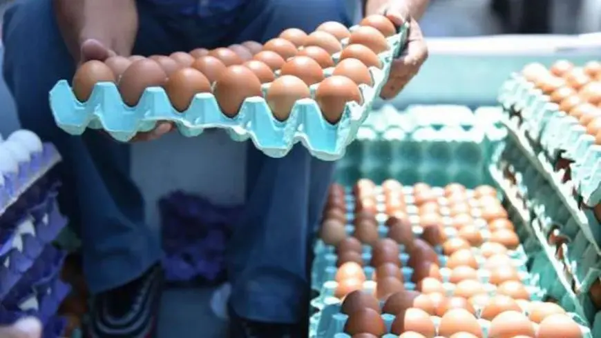 كل ما تحتاج معرفته عن أسعار البيض اليوم.. أحدث تحديث لكرتونة الأحمر في الأسواق!