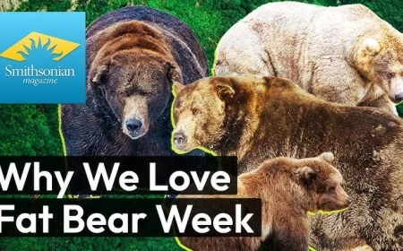 Fat Bear Week 2025: Meet the Bears, Vote for the Champion, and Discover the Science Behind Their Massive Weight