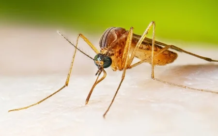 State Health Officials Report Two New West Nile Virus Cases