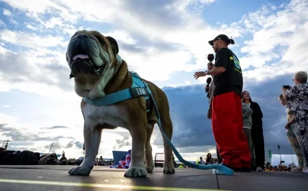Lewis Hamilton Shares Heartfelt Tribute as Beloved Dog Roscoe Passes After Health Struggles
