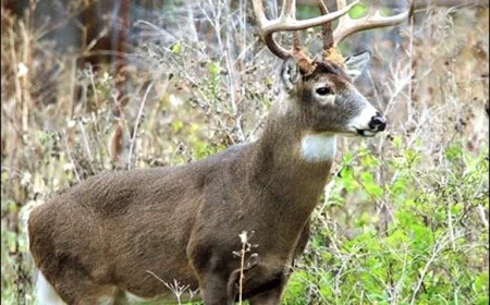 Local hunters gear up for deer season opening this Wednesday