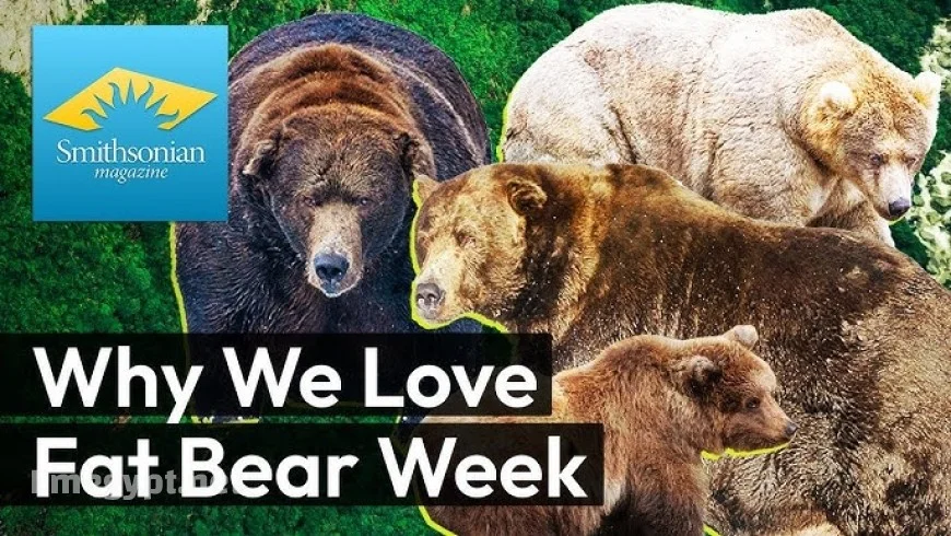 Fat Bear Week 2025: Meet the Bears, Vote for the Champion, and Discover the Science Behind Their Massive Weight