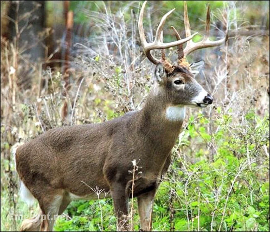 Local hunters gear up for deer season opening this Wednesday