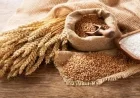 Algeria Wins Big with 600,000 Ton Milling Wheat Purchase in Global Tender