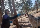 Trump Administration Halts Colorado’s Canadian Gray Wolf Imports