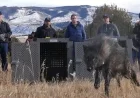 Trump Mandates Colorado Wolves Source from U.S. Rockies, Excludes Canada