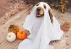 Pets Invited for Trick-or-Treating at Santa Clarita Valley PetSmart Locations