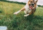 Charlotte Dog Bite Lawyer: Protecting Your Personal Injury Rights