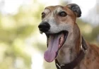 Greyhound Racing Industry Criticizes Wales-Wide Ban