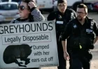 Greg Cruttwell’s Film Unveils the Controversy of Greyhound Racing