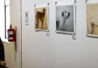 Greyhounds in South Africa: Art Transforms Racing Dogs into Rescue Successes