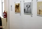 South African Greyhounds Embrace New Roles in Art Initiative