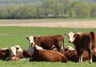 Rising Beef Prices Explained Amid Political Debates on Cattle Production