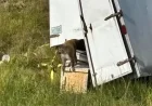 Truck Overturns in Jasper County, Releases ‘Aggressive’ Monkeys