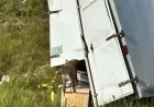 Monkeys Escape After Truck Overturns in Mississippi en Route to Florida Zoo