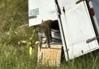 Aggressive Monkeys on the Loose After Mississippi Crash: Authorities Alert Residents