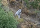 Photographer Discovers Rare White Iberian Lynx in Natural Habitat