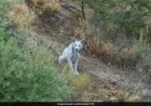 White Iberian Lynx Spotted in Spain, Highlighting Conservation Success