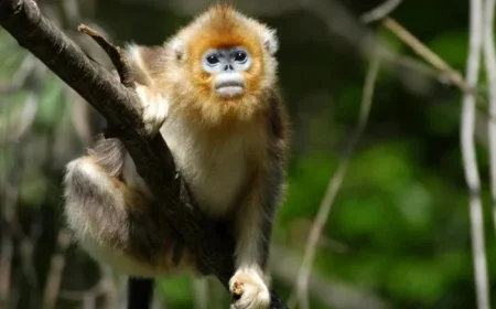 Passionate Conservation Efforts Propel Rare Monkey Population to Nearly 2000