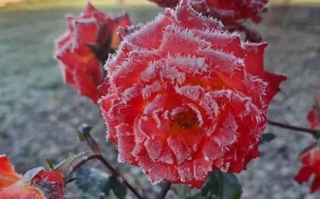 Frost Expected Thursday Morning as Season’s Coldest Start Hits