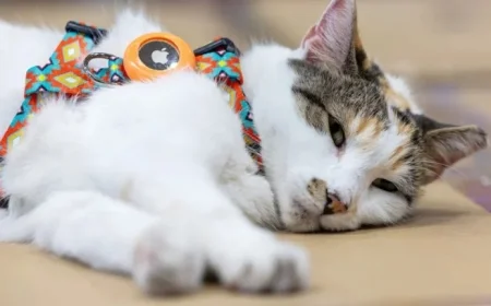 Missing Virginia Store Cat Found Safe After Unexpected Out-of-State Adventure