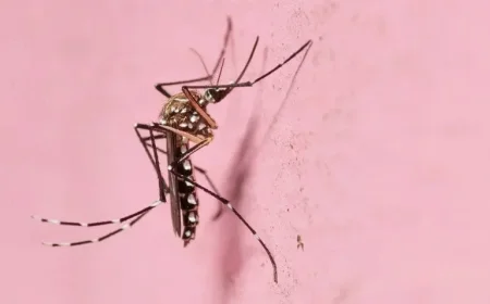 Yellow Fever Mosquito Thrives and Spreads in Dry Las Vegas Conditions