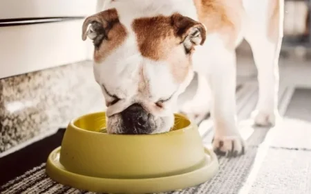 Popular dog food brand urgently recalled over salmonella contamination fears