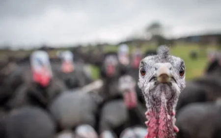 Thanksgiving Weather Alert Issued by Old Farmers Almanac for Oregon and Pacific Northwest