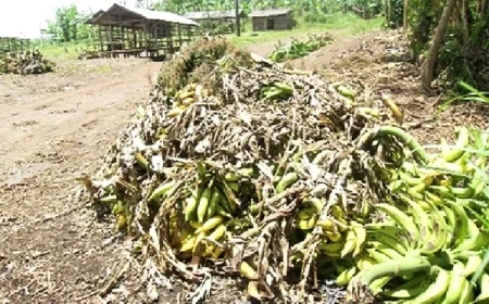 Agribusiness Experts Warn: Ghana’s Food Losses Could Sustain Ashanti Region for Over a Year