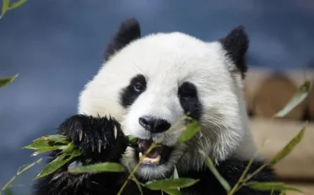 Smithsonian Museums and National Zoo Face Closure Amid Government Shutdown Impact