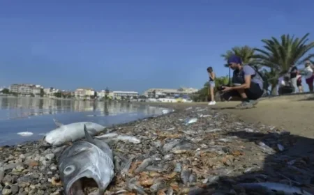 Mar Menor Disaster: Scientists Warn Metal Pollution Exceeds Global Toxicity Limits