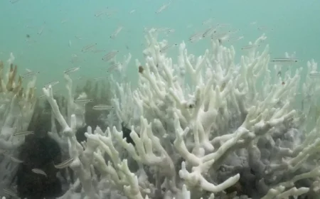 Scientists Warn Climate Tipping Points Are Being Crossed Ahead of COP30 Summit