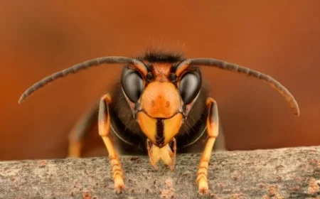 Stay Alert as Asian Hornet Confirmed in Belfast Breaking Records