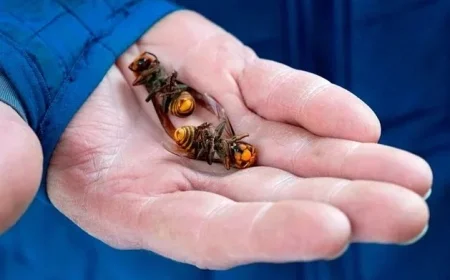 First-ever sighting of harmful Asian hornet in Northern Ireland prompts urgent warning