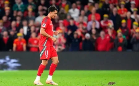 Rat Disrupts Belgium’s Triumph Over Wales in Cardiff Match