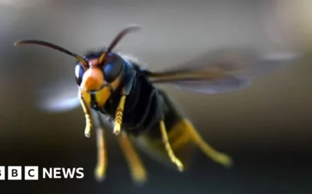 First Ever Asian Hornet Sighting Confirmed by Northern Ireland Environment Agency