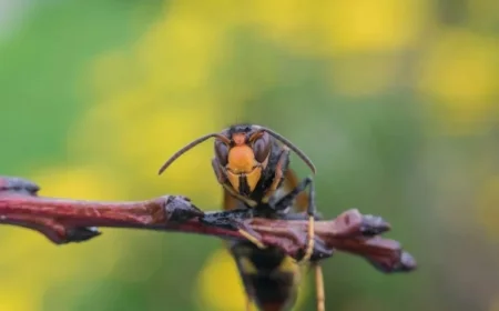 First Confirmed Sighting of Asian Hornet in Northern Ireland Sparks Concern