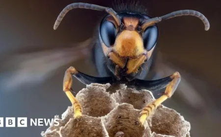 Northern Ireland Alert: Public Urged to Stay Vigilant Following Dundonald Discovery of Asian Hornet