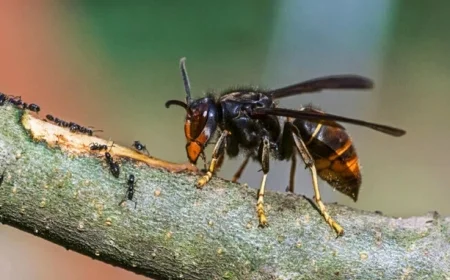 Confirmed Asian Hornet Sighting in the North Marks a First